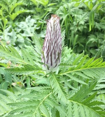 Pedicularis atropurpurea