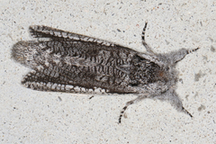 Endoxyla secta