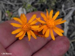 Haplopappus nahuelbutae