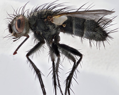 Eriothrix prolixa