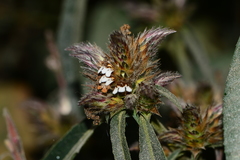 Lepidagathis incurva