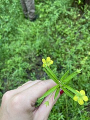 Lysimachia lanceolata