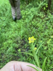 Lysimachia lanceolata