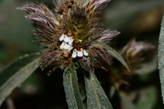 Lepidagathis incurva