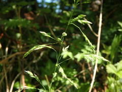 Poa angustifolia