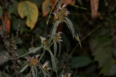 Lepidagathis incurva