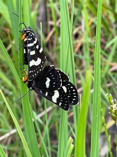 Willow-herb Day-moth