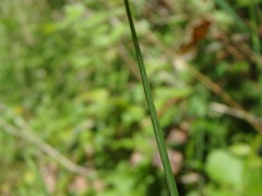 Poa angustifolia