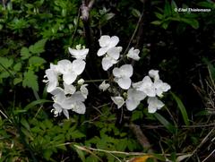 Libertia tricocca