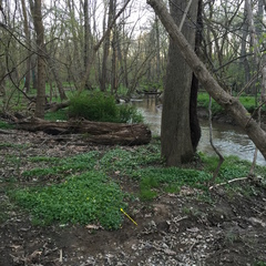 Arum italicum × maculatum