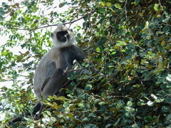 Semnopithecus priam