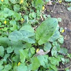 Arum italicum × maculatum