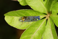 Aulacizes conspersa