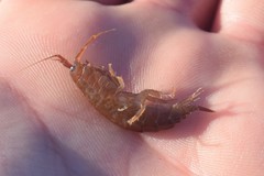 Gammarus oceanicus