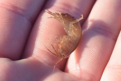 Gammarus oceanicus