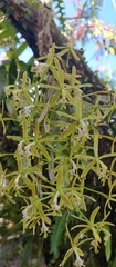 Epidendrum cristatum