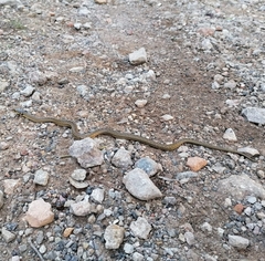 Macroprotodon mauritanicus