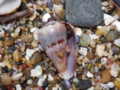 Conus papilliferus