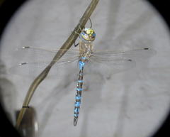 Rhionaeschna absoluta