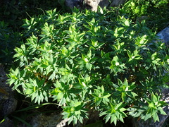 Euphorbia dendroides