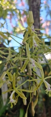 Epidendrum cristatum
