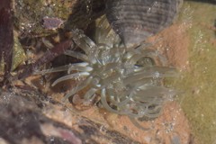 Aulactinia stella