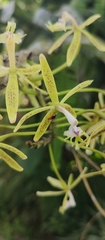 Epidendrum cristatum