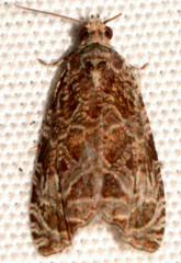 Olethreutes permundana