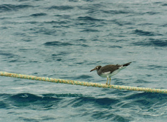 Ichthyaetus leucophthalmus