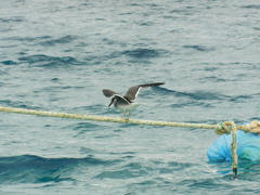 Ichthyaetus leucophthalmus