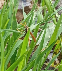Polistes xanthogaster