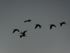 Plegadis falcinellus