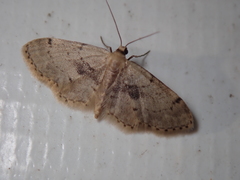 Idaea laevigata