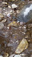 Polistes xanthogaster