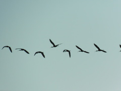 Plegadis falcinellus