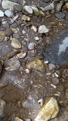 Polistes xanthogaster