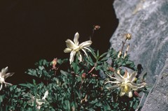 Aquilegia pubescens
