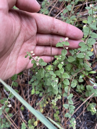Havana Skullcap (Scutellaria havanensis)