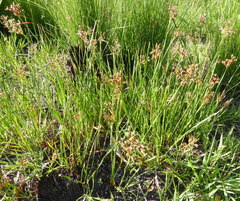 Fimbristylis complanata