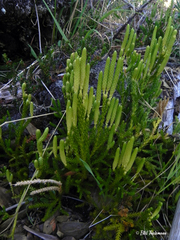 Austrolycopodium magellanicum