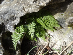 Asplenium foreziense