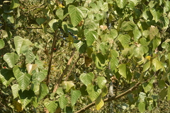 Macaranga denticulata