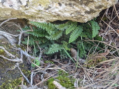 Asplenium fontanum fontanum