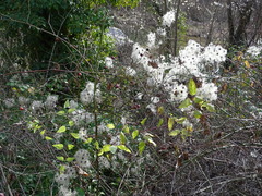 Clematis vitalba