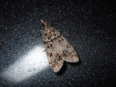 Eudonia lacustrata