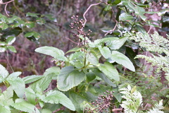 Scrophularia smithii hierrensis