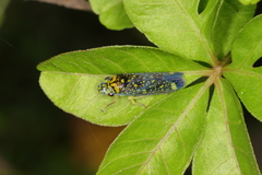 Aulacizes conspersa