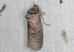 Culama suffusca