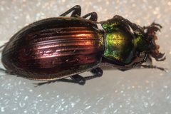 Carabus ulrichii arrogans