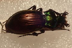 Carabus ulrichii arrogans